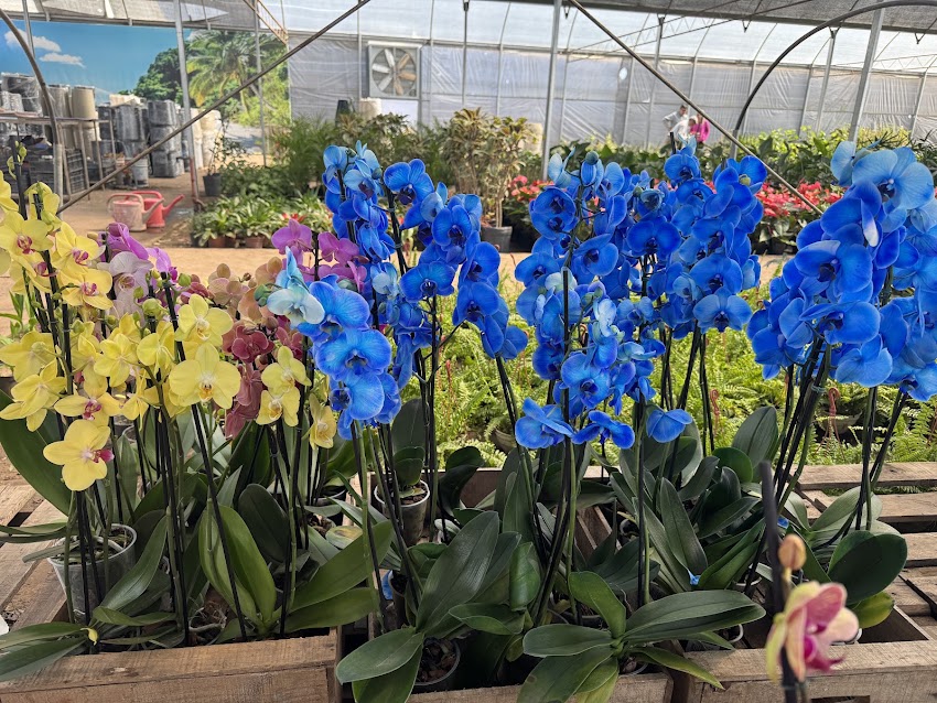 Vivero Mayorista Jardin Japones