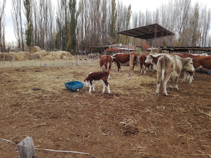 Wagyu Patagonia